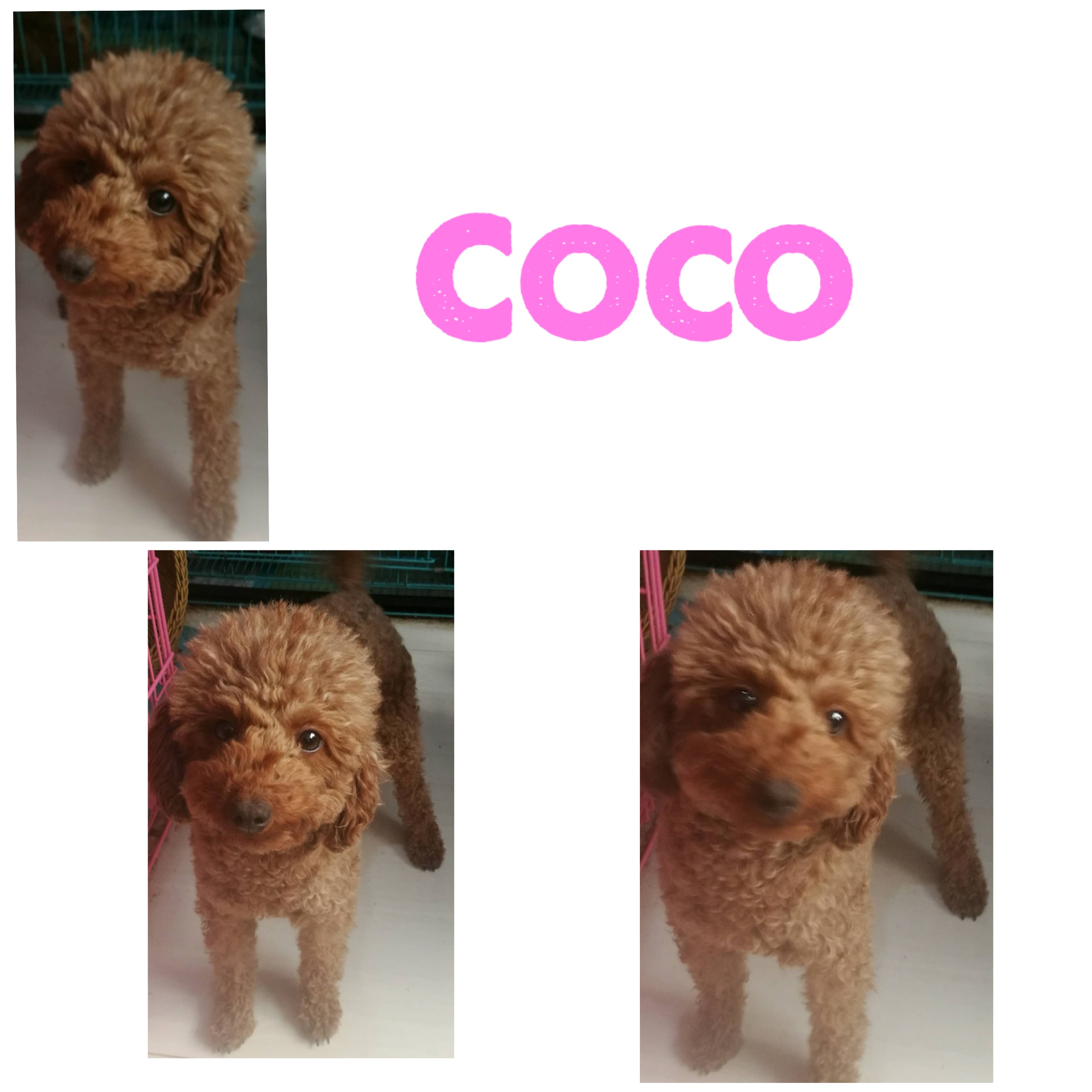 coco dog stuffed animal